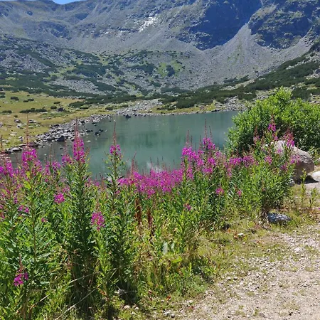 Mountain Asp E63 Gardens