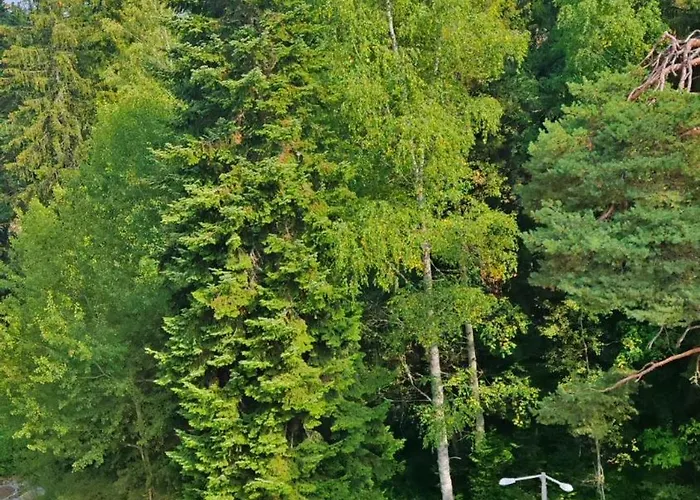 Mountain Asp E63 Gardens